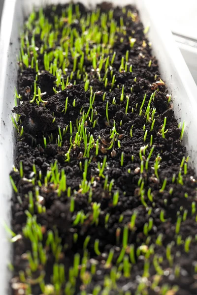Pencere, topraktan büyüyen çimen lahanası — Stok fotoğraf