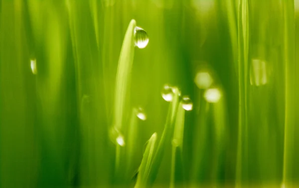 Фото роси на свіжій зеленій траві — стокове фото