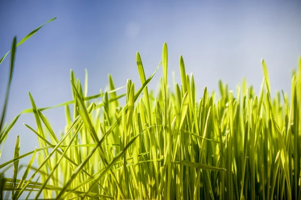 Foto de grama verde contra o céu azul profundo — Fotografia de Stock