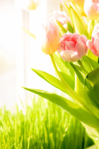 Shot of fresh pink tulips standing on windowsill — Stock Photo, Image