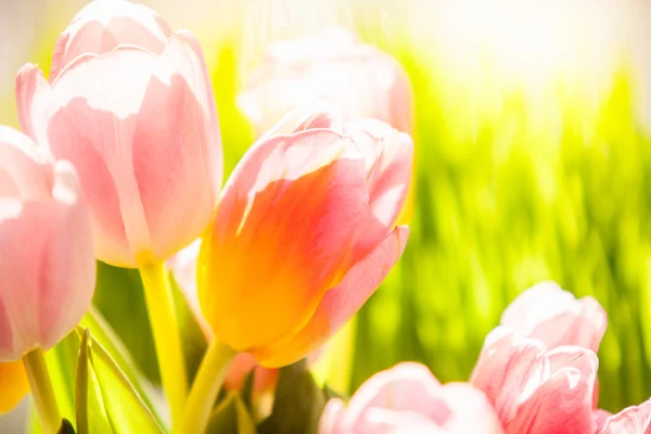 Red with yellow tulips against grass at sunny day — Stock Photo, Image