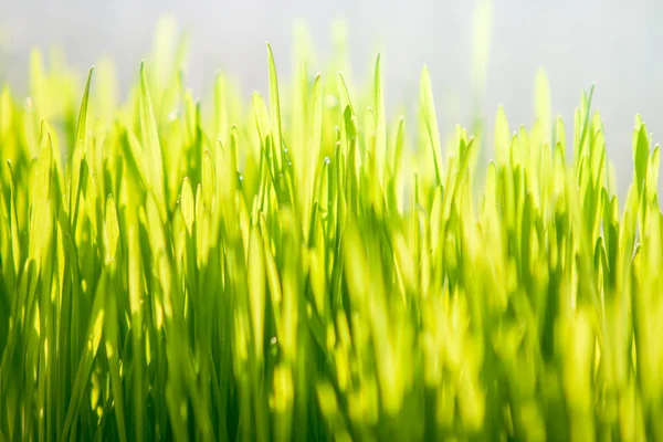 Foto de grama verde no dia ensolarado — Fotografia de Stock