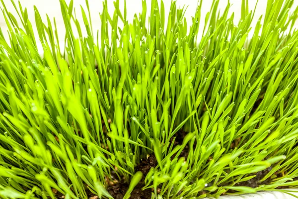 Foto från hög poäng av färskt grönt gräs som växer i jord — Stockfoto