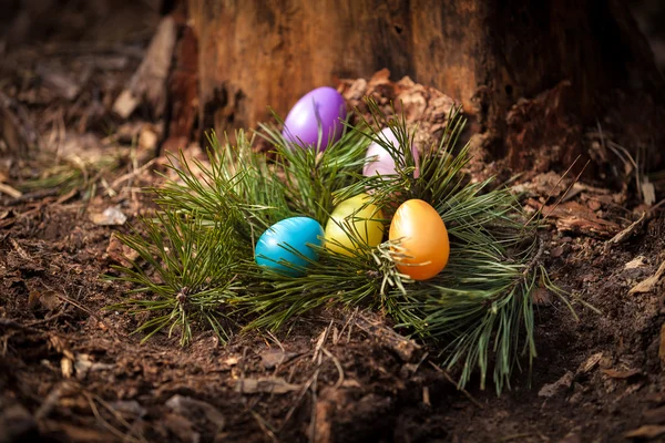 Jaja, leżącego w lesie na pniu — Zdjęcie stockowe