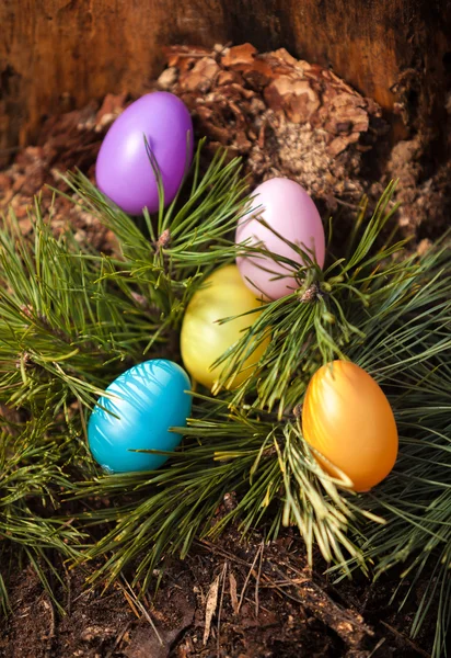 Strzał pomalowane kolorowe Wielkanocne jaja na świerk — Zdjęcie stockowe