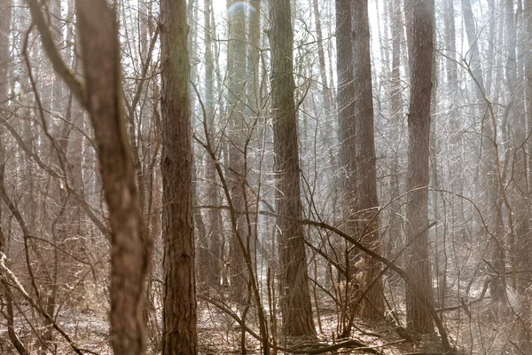 흐린가 숲 — 스톡 사진