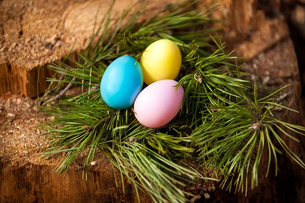 Easter eggs lying in nest of fir tree — Stock Photo, Image