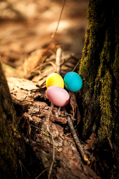 Foto de ovos coloridos deitados na floresta — Fotografia de Stock