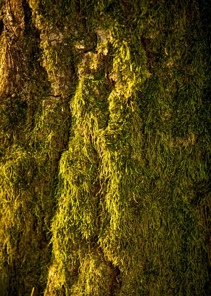 苔藓生长在森林的树上的照片 — 图库照片
