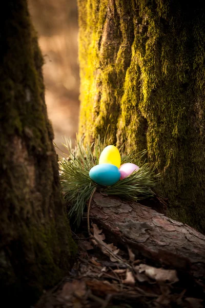 Foto de ovos coloridos escondidos sob a árvore na floresta — Fotografia de Stock