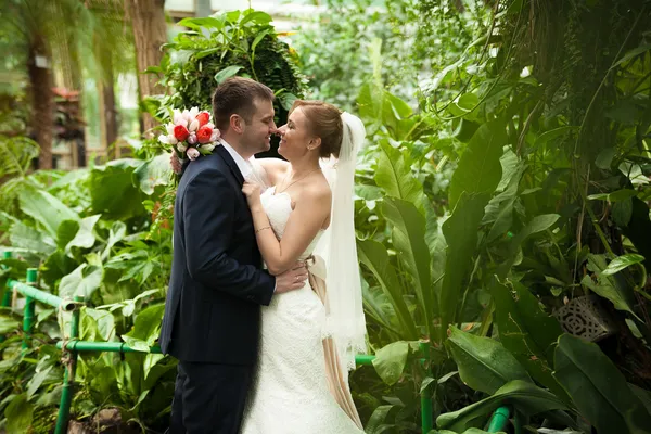 Newly married couple kissing at forest — Stock Photo, Image