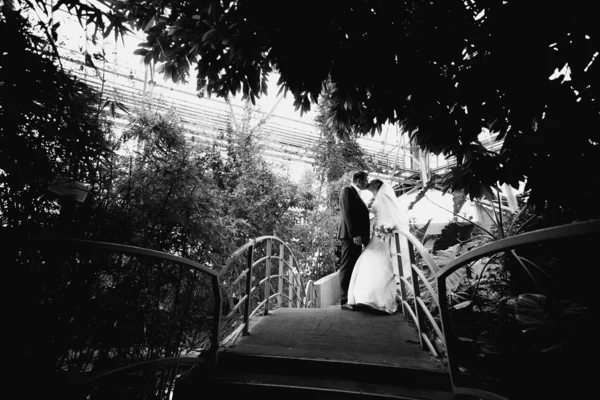 Bride and groom kissing on bridge under big tree — Stock Photo, Image