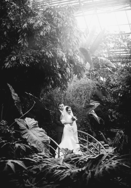 Newly married couple kissing at rain forest — Stock Photo, Image