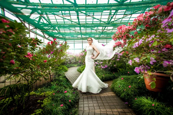 Noiva em vestido com véu longo em pé no caminho em estufa — Fotografia de Stock