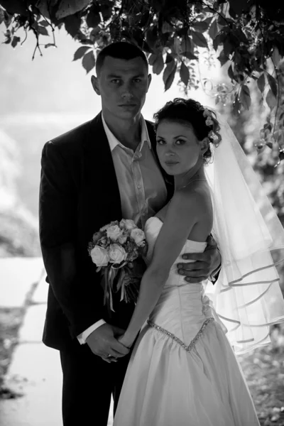 Portrait of bride and groom hugging under tree — Stock Photo, Image