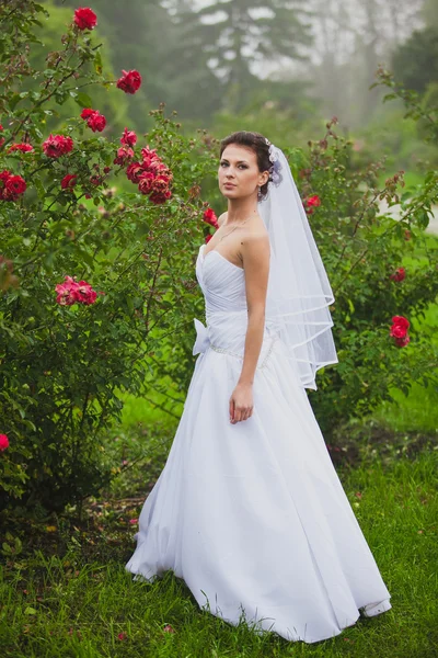 Retrato de novia sexy caminando en el jardín de rosas —  Fotos de Stock