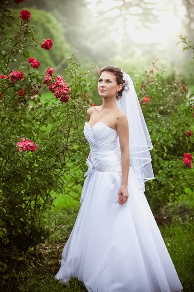 Morena novia caminando en jardín de rosas —  Fotos de Stock