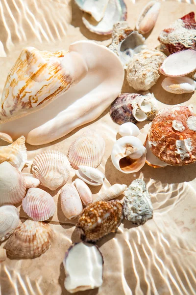 Photo of lots of seashells lying underwater — Stock Photo, Image