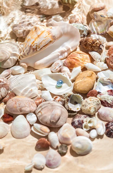 Black pearl lying underwater on seashell — Stock Photo, Image