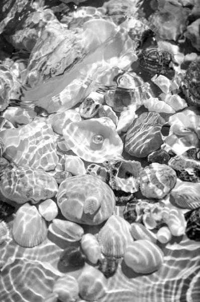 Foto de cerca de conchas marinas que yacen bajo el agua — Foto de Stock