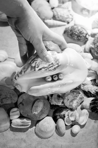 Photo of hand picking up seashell with pearls from sea — Stock Photo, Image