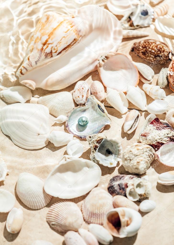 seashells and black pearl lying on bottom of sea