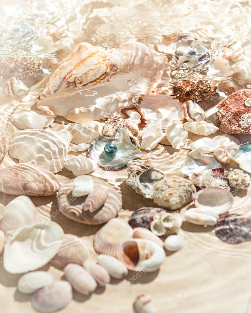 seashells lying on sea bottom