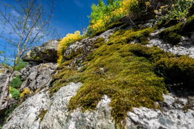 Foto büyüyen dağda yosun