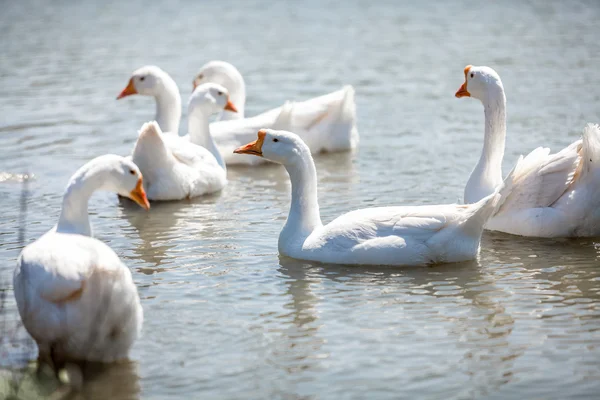 Gregge di oche sull'acqua — Foto Stock