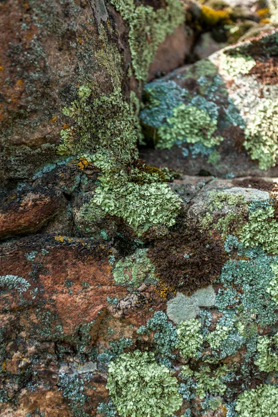 Foto de musgo y liquen creciendo en piedra en la montaña — Foto de Stock