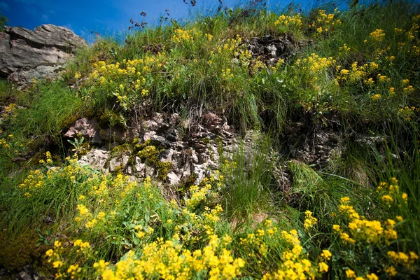 Photo of yellow flowers on mountain — Stock Photo, Image