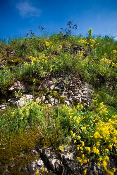 Foto van gras en bloemen groeien op berg — Stockfoto