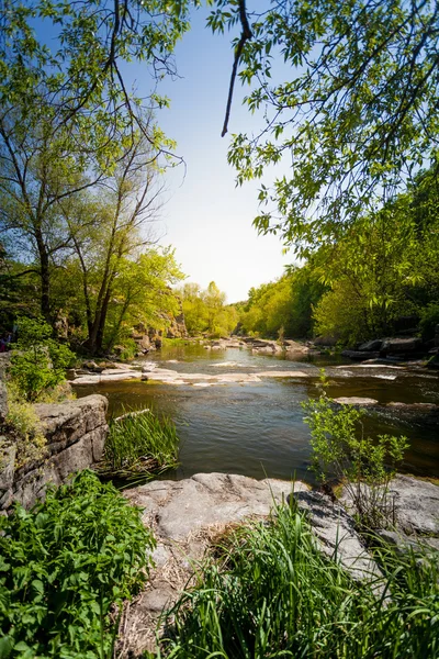 Paisaje de hermoso río en el bosque en verano —  Fotos de Stock