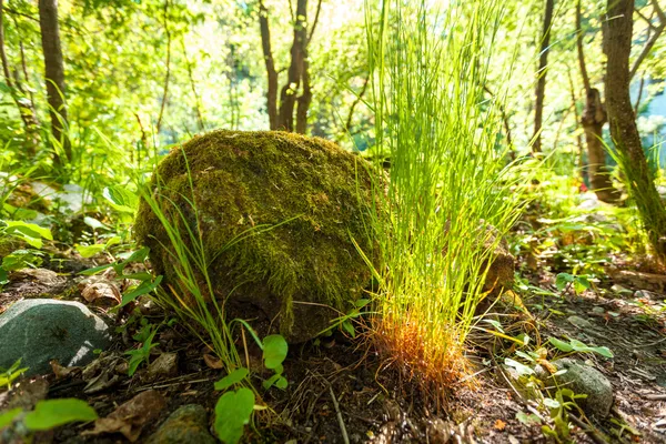 Большая скала с травой, растущей вокруг леса — стоковое фото