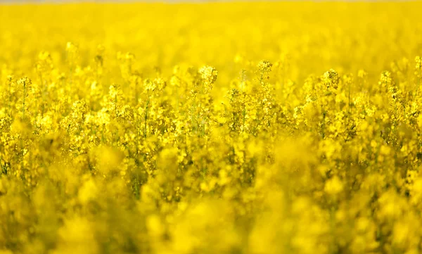 Foto de flores de colza en el campo — Foto de Stock