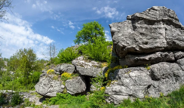 Foto di alberi che crescono sulle montagne — Foto Stock