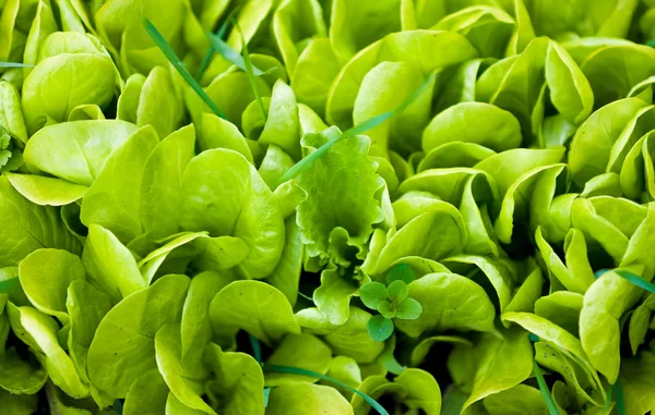 Foto av färsk grön sallad — Stockfoto