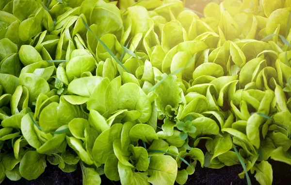 Güneşli bir gün taze yeşil salata — Stok fotoğraf