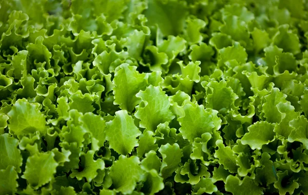 Foto von Salat Gartenbeet — Stockfoto