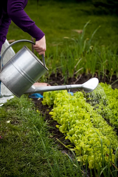 Photo of woman watering salad bed with can — Stock Photo, Image