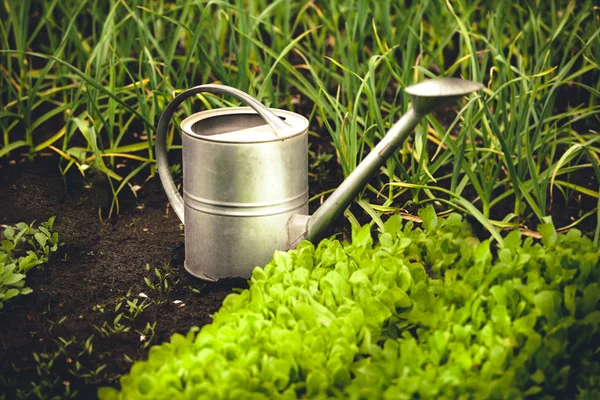 Photo of metal watering can on garden bed with lettuce — Stock Photo, Image