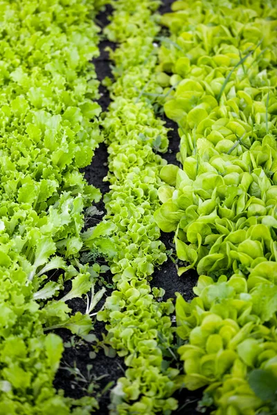 Blick auf Gartenbeet mit Salat — Stockfoto