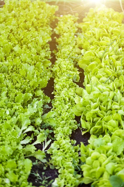 Gerade Salatreihen auf dem Gartenbeet an sonnigen Tagen — Stockfoto