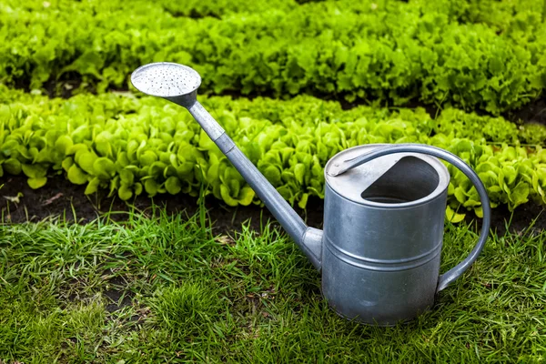 Фото металлической банки для полива на траве в саду — стоковое фото