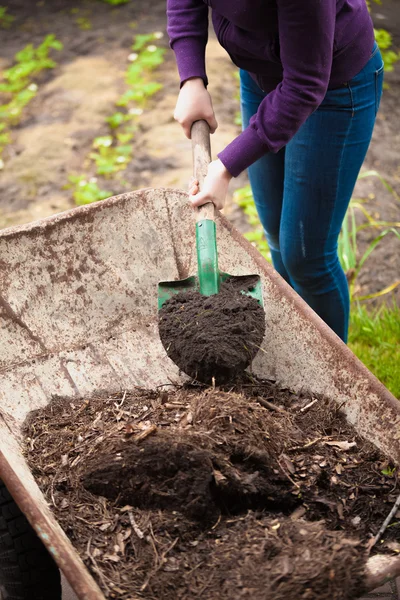 Photo of woman taking compost from wheelbarrow with shovel — Stock Photo, Image