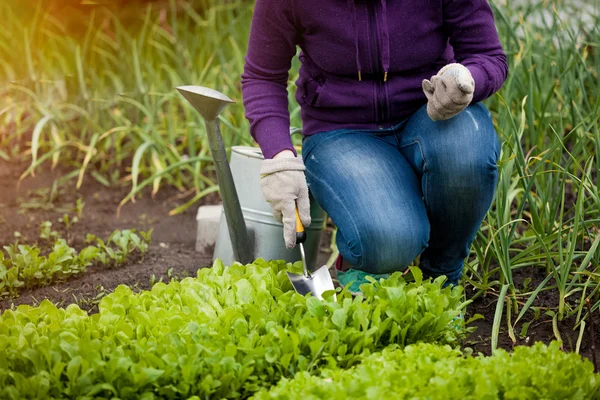 Foto einer Frau, die im Garten auf einem Salatbeet arbeitet — Stockfoto