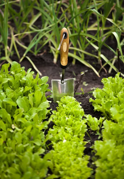 Foto de la cama de ensalada con una pequeña pala de jardín —  Fotos de Stock