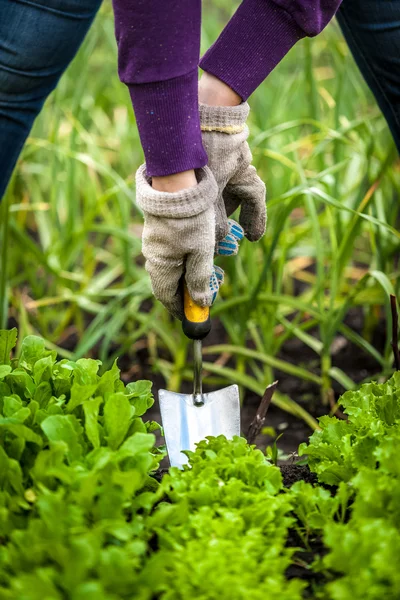 Frau in Handschuhen arbeitet mit kleiner Schaufel auf Gartenbeet — Stockfoto
