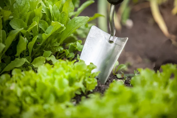 Photo of metal hand shovel and lettuce bed — Stock Photo, Image