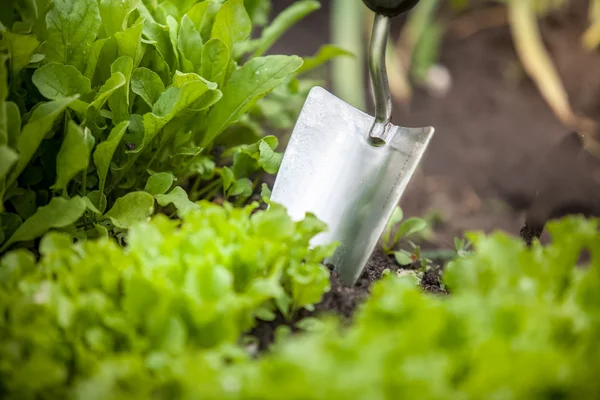 Foto van metalen hand schop en sla bed — Stockfoto